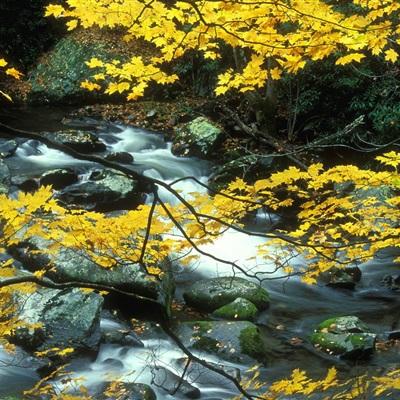 管家婆一码一肖资料app下载